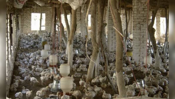 Note ban impact: Hyderabad’s famous chicken biryani industry hit, poultry farmers in state of crisis