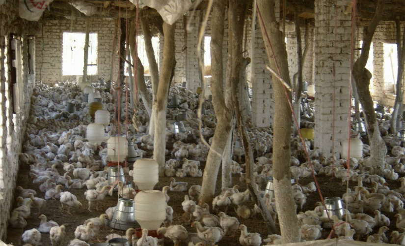 Note ban impact: Hyderabad’s famous chicken biryani industry hit, poultry farmers in state of crisis Note ban impact: Hyderabad’s famous chicken biryani industry hit, poultry farmers in state of crisis