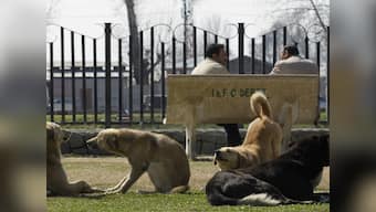 Decoding animal myths vs reality: How language desensitises us to their suffering