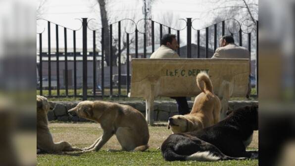 Decoding animal myths vs reality: How language desensitises us to their suffering