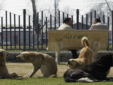 Curbing stray dog menace: Animal welfare board's approach deeply flawed, unscientific and unsavoury Curbing stray dog menace: Animal welfare board's approach deeply flawed, unscientific and unsavoury