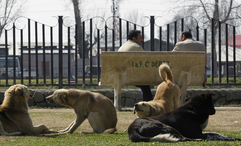 Curbing stray dog menace: Animal welfare boards approach deeply flawed, unscientific and unsavoury