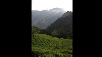 Munnar: In Kerala's tourist hotspot, discovering a corner of God's Own Country