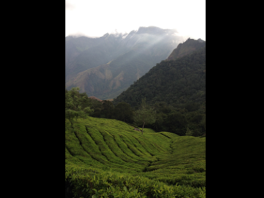 Munnar: In Kerala's tourist hotspot, discovering a corner of God's Own Country Munnar: In Kerala's tourist hotspot, discovering a corner of God's Own Country