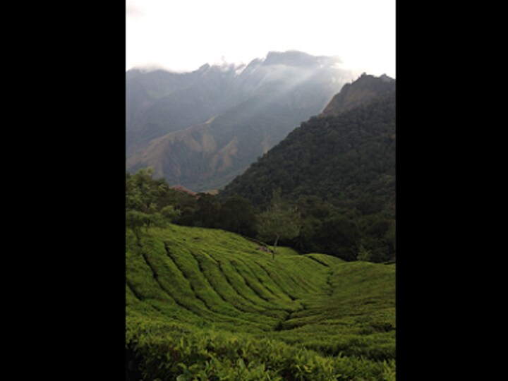 Munnar: In Kerala's tourist hotspot, discovering a corner of God's Own Country