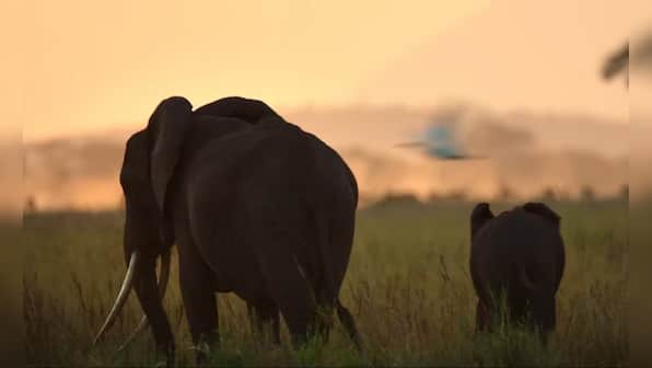 The Ivory Game review: An epic documentary that goes undercover into the sinister underbelly of trafficking