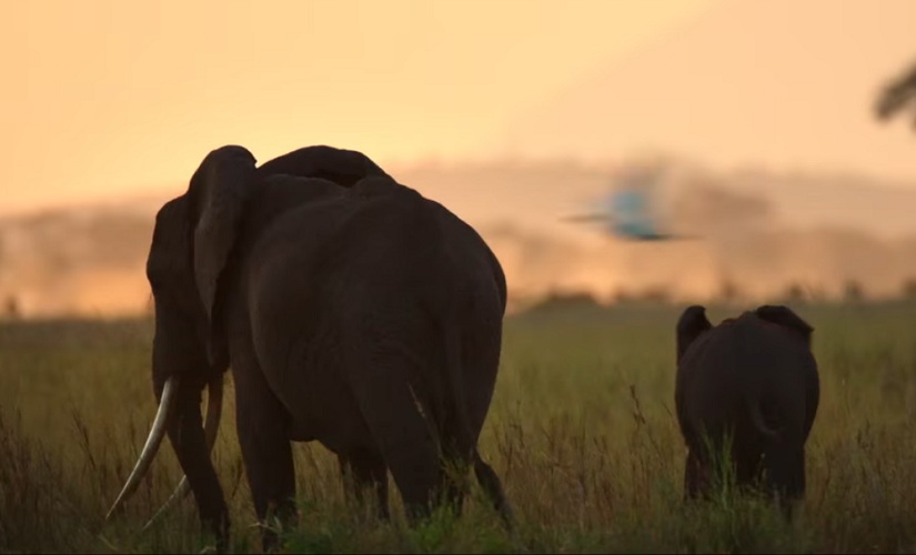 The Ivory Game review: An epic documentary that goes undercover into the sinister underbelly of trafficking The Ivory Game review: An epic documentary that goes undercover into the sinister underbelly of trafficking