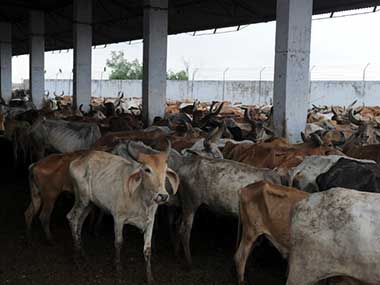 Cows are often kept in unclean, crowded sheds. Representational image. AFP