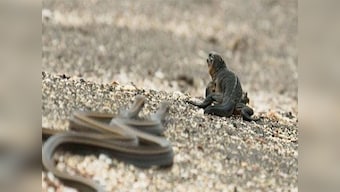 Planet Earth II teaser: Baby marine iguana gets chased by a dozen racer snakes