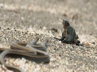 Planet Earth II teaser: Baby marine iguana gets chased by a dozen racer snakes