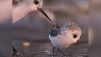 Watch: Pixar's new short film 'Piper' is almost as good as 'Finding Dory'