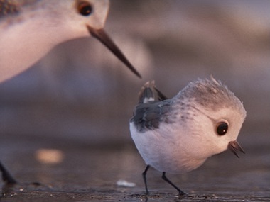 Watch: Pixar's new short film 'Piper' is almost as good as 'Finding Dory' Watch: Pixar's new short film 'Piper' is almost as good as 'Finding Dory'