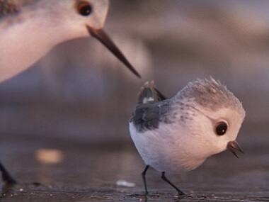 Watch: Pixar's new short film 'Piper' is almost as good as 'Finding Dory'