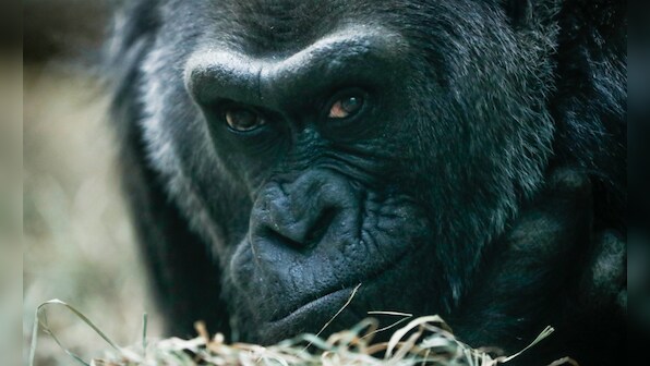 US’ oldest gorilla turns 60: Mom of 3, grandma of 16, great-grandma of 12 and great-great-grandma of 3
