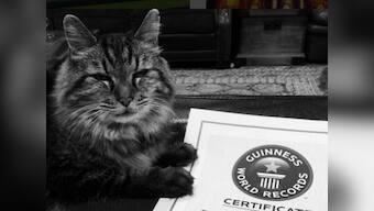 Nine lives out: World's oldest cat according to Guinness Records dies at 27