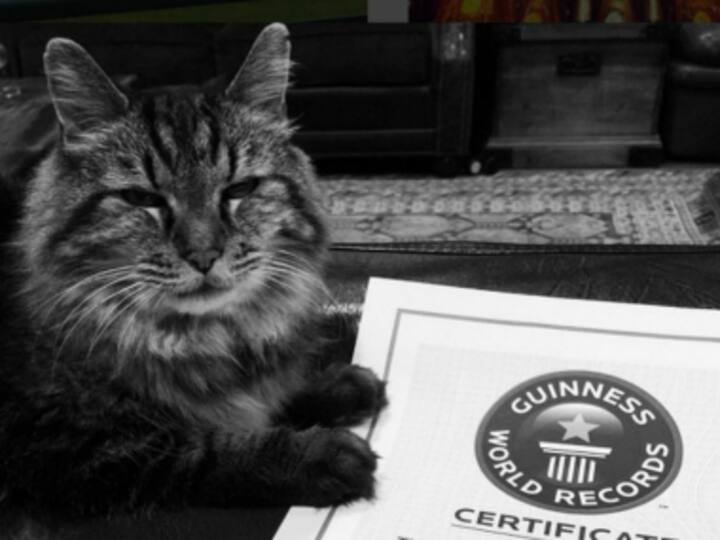 Nine lives out: World's oldest cat according to Guinness Records dies at 27