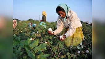 Demonetisation: Note ban adds to cotton farmers' misery in AP and Telangana