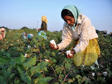 Demonetisation: Note ban adds to cotton farmers' misery in AP and Telangana Demonetisation: Note ban adds to cotton farmers' misery in AP and Telangana