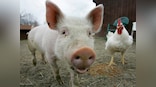 African Swine Fever hits Assam: Over 2,500 pigs die due to disease, but no threat to humans found yet
