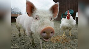 African Swine Fever hits Assam: Over 2,500 pigs die due to disease, but no threat to humans found yet