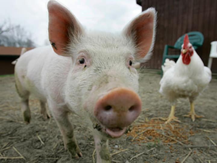 More than just meat: Pigs are filthy, insensitive creatures only a myth