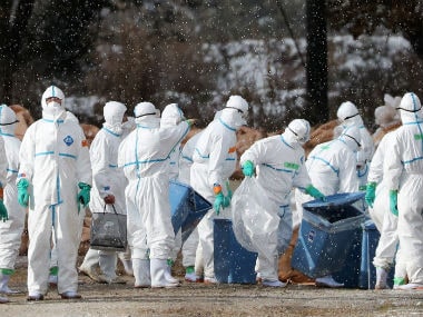 Japan avian flu: Weeks after culling, slaughtering of 2 lakh birds begins