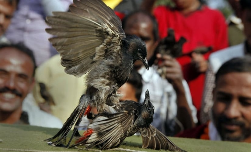 Bulbul fight in Assam. News18