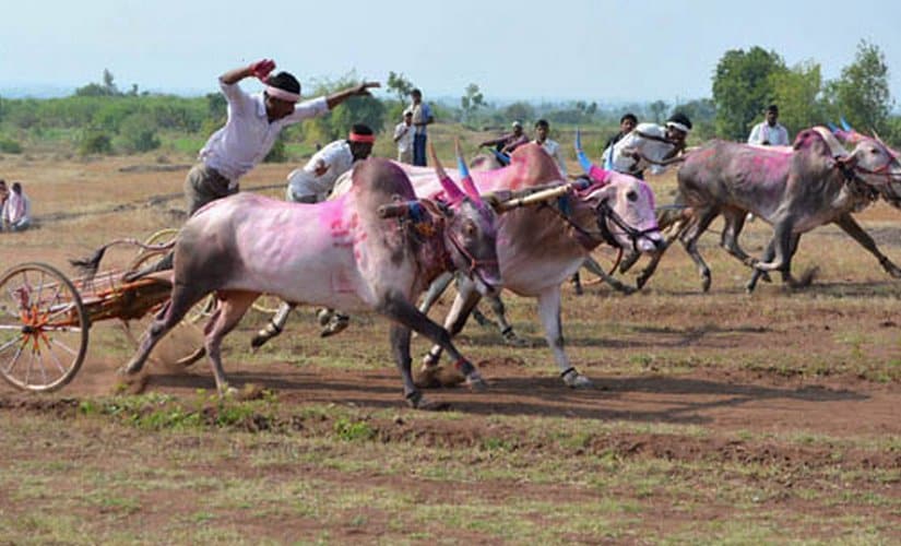 Bullock Cart race at a shahpur Village in Karad,Maharashtra. PTI