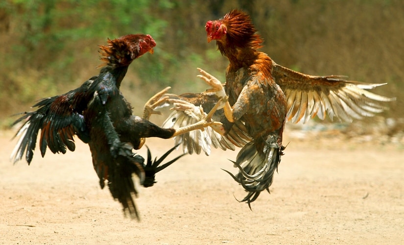 Cock fight in Andhra Pradesh. Wikimedia Commons