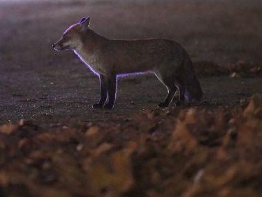 Cruel festivals in Karnataka destroy the concept of animal rights and need to be wiped out