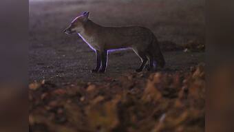 Cruel 'festivals' in Karnataka destroy the concept of animal rights and need to be wiped out
