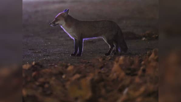 Cruel 'festivals' in Karnataka destroy the concept of animal rights and need to be wiped out