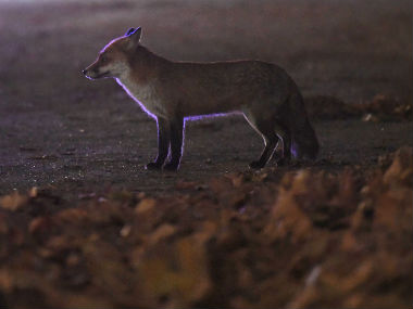 Cruel 'festivals' in Karnataka destroy the concept of animal rights and need to be wiped out Cruel 'festivals' in Karnataka destroy the concept of animal rights and need to be wiped out