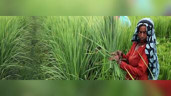 Exclusive: Ahead of Budget, here's a glimpse of what PM Modi may have planned for farmers