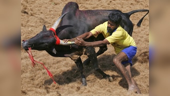 Jallikattu protests: If we can eat animals, why does it matter how we treat them?