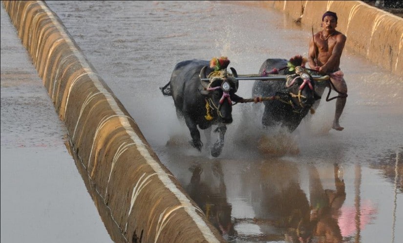 Kambala_wikimedia