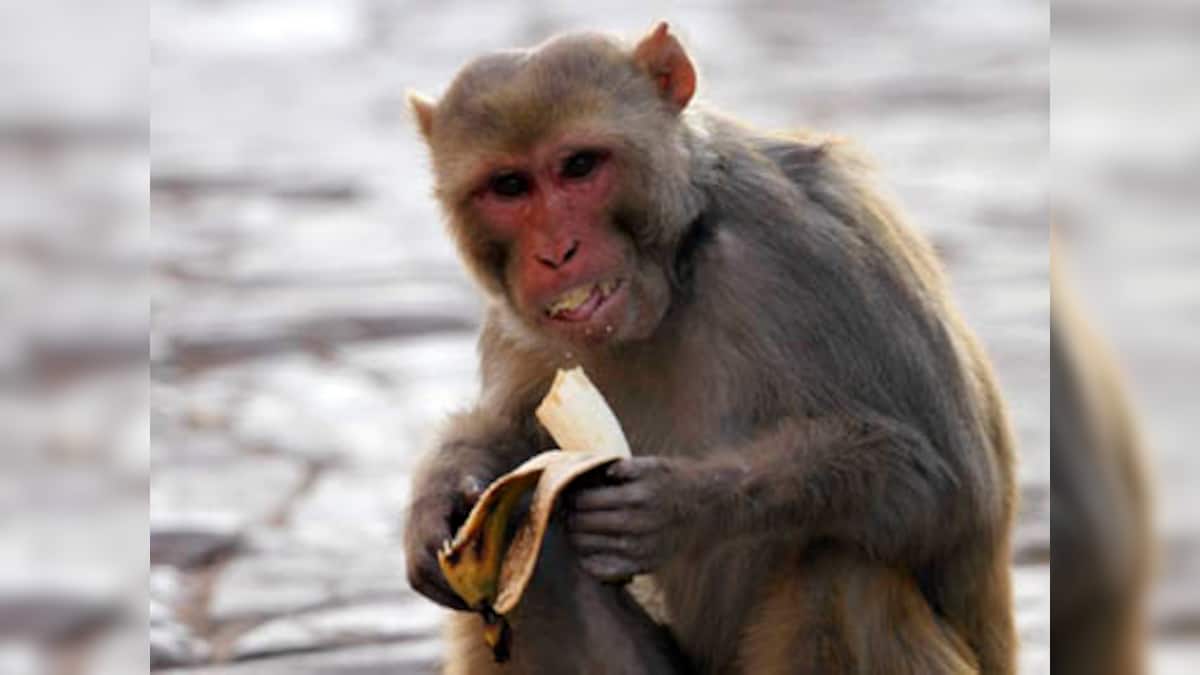 World's primates facing danger of extinct, says new report