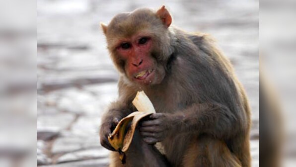 World's primates facing danger of becoming extinct, says new report