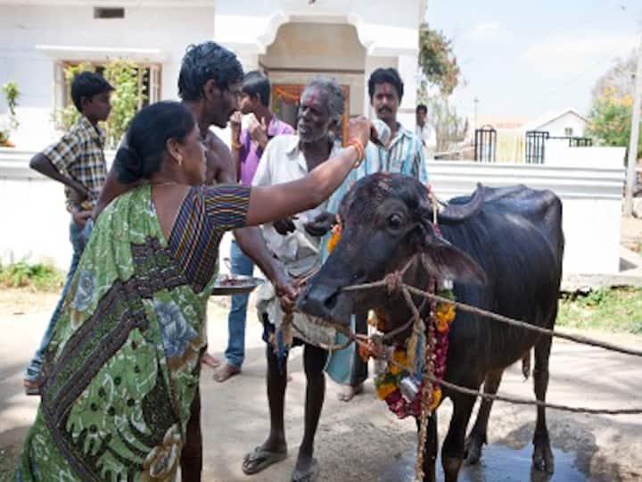 For God's sake: Photographer Pradeep KS offers new look at animal sacrifice