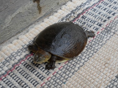 Flapshell turtle. Wikimedia Commons