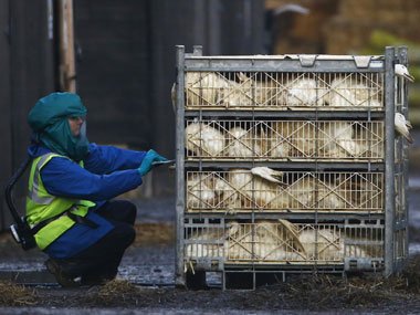 Bird flu detected in Daman; poultry items banned for a month Bird flu detected in Daman; poultry items banned for a month