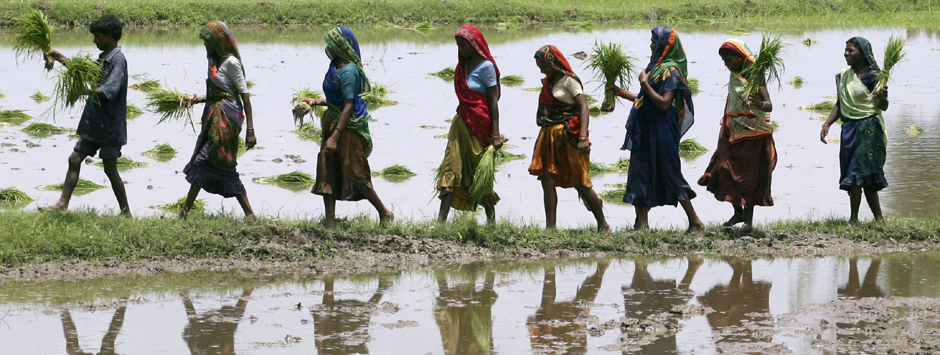Budget 2017: A four-point agenda for Arun Jaitley to boost farm productivity Budget 2017: A four-point agenda for Arun Jaitley to boost farm productivity