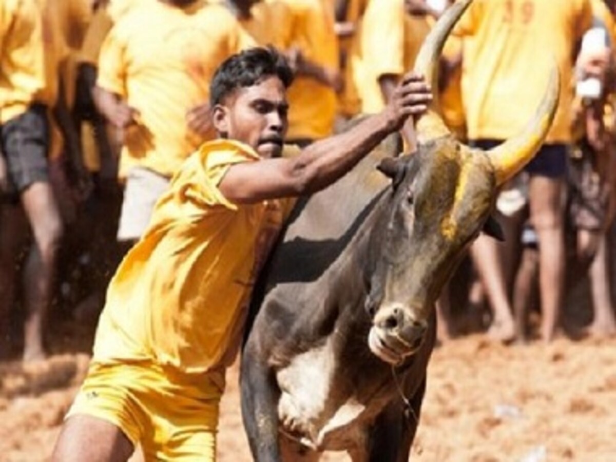 Jallikattu begins today — the 'barbaric sport' that celebrates hard-working  Tamil farmer