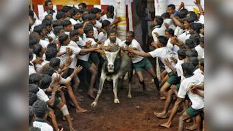 Jallikattu held in various parts of Tamil Nadu despite Alanganallur boycott