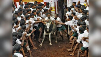 Jallikattu: Humanity must safeguard principles of kindness, not fight for blood sport