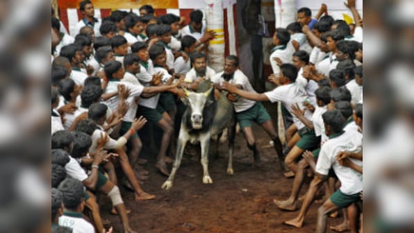 Jallikattu: Humanity must safeguard principles of kindness, not fight for blood sport