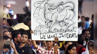 Jallikattu row: Protests in Tamil Nadu are not to stage bull-fights, but to safeguard cultural autonomy