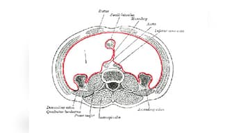 Scientists discover mesentery, a new human organ in the digestive system