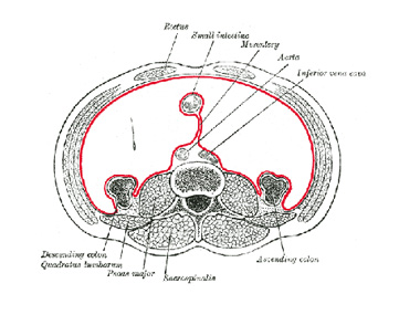 Scientists discover mesentery, a new human organ in the digestive system Scientists discover mesentery, a new human organ in the digestive system