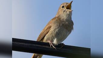 Jallikattu protests inspire Assamese to seek revoke of ban on Bulbuli fights marring Bihu fun